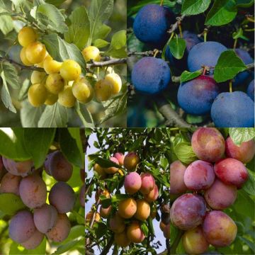 PLUM TREE - Multi-Variety Fruit Tree - PLUM - 5 varieties on one Tree!