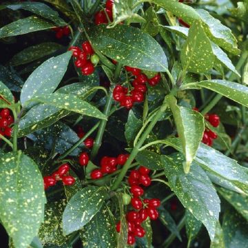 Evergreen Japanese Spotted Laurel - Aucuba japonica Variegata