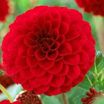 Dahlia Nescio