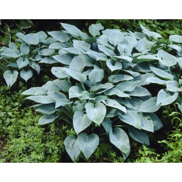 Hosta 'Halcyon'