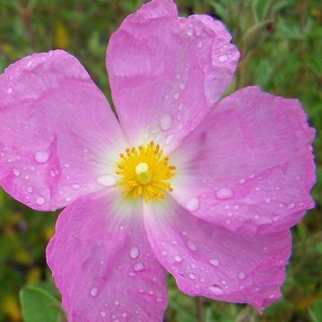 WINTER SALE - Cistus creticus Silver Pink - Rock Rose