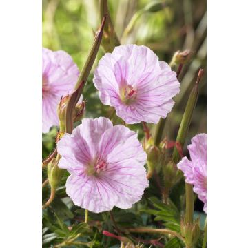 Geranium sanguineum striatum