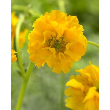 Geum Lady Stratheden - Avens