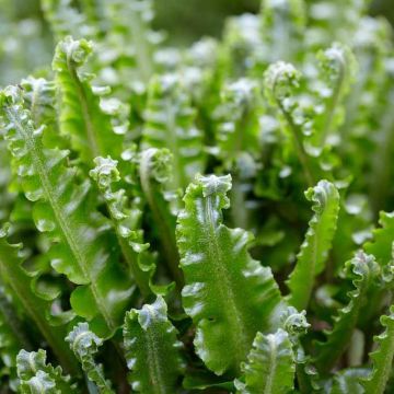 Asplenium scolopendrium Angustifolia - Hart's Tongue Fern