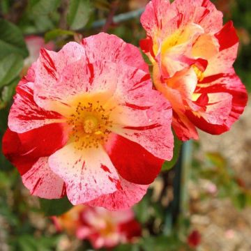 Rose Crazy for You - Floribunda Bush Rose