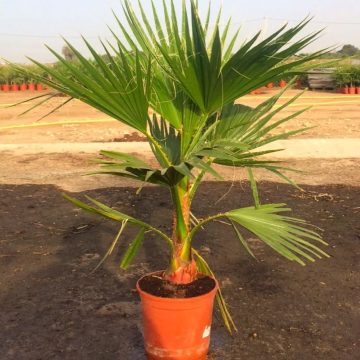 GIant circa 3ft Hardy Mexican Fan Palm - Washingtonia Robusta Cotton Palm for Conservatory - Approx 80-90cm (3ft) tall