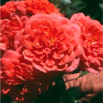 Rose 'Lady Penelope' - Climbing Rose