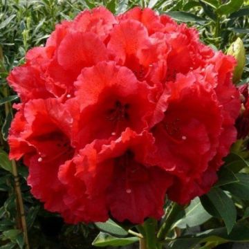 Red Jack Rhododendron Tree - 80cms