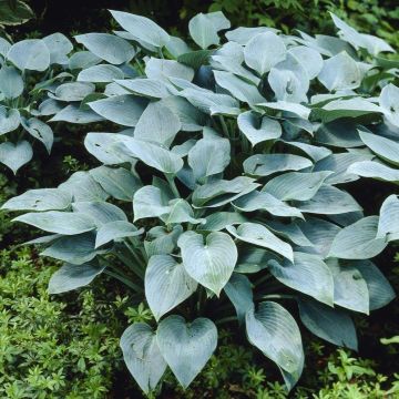 Hosta 'Halcyon'