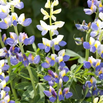 Lupin Javelin Blue