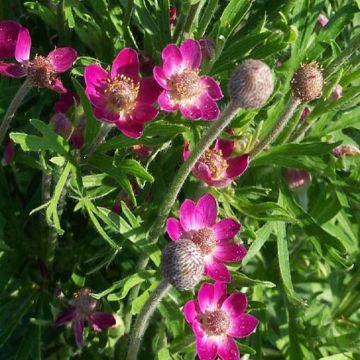 Anemone multifida 'Rubra'