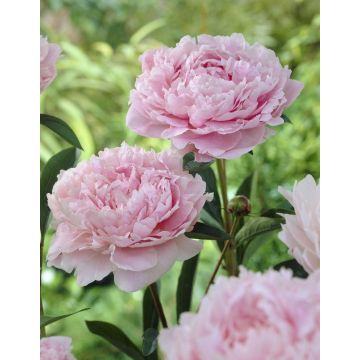 Paeonia Sarah Bernhardt - Peony Sarah Bernhart