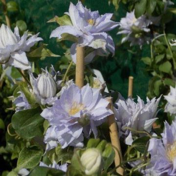Clematis Dancing King - Late Spring Flowering Clematis