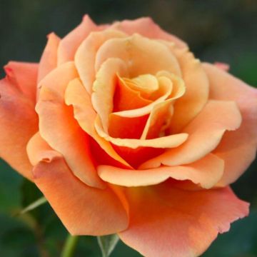 Rose Beautiful Britain - Floribunda Rose