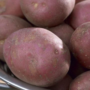 Maxine - Main Crop Seed Potatoes - Pack of 10