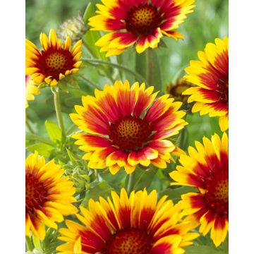 Gaillardia Kobold Goblin - Blanket Flower