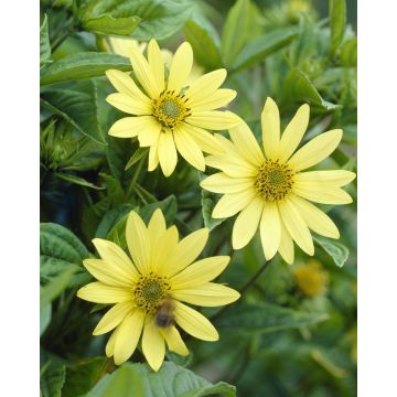 Helianthus Lemon Queen - Perennial Sunflower