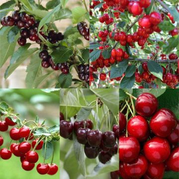CHERRY TREE - Multi-Variety Fruit Tree - CHERRY - 5 varieties on one Tree!