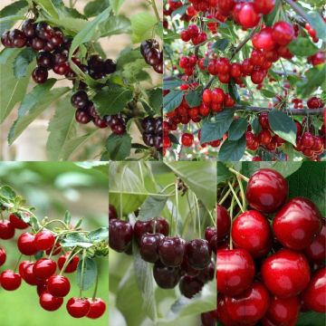 CHERRY TREE - Lucky Dip Lost Label Variety - 150cm approx