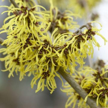 Hamamelis x intermedia 'Gimborn's Perfume' - Witch Hazel