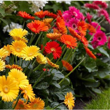 BULK PACK - Gerbera Plants - Selection of TEN Beautiful Hardy Gerberas with Giant Daisy Flowers