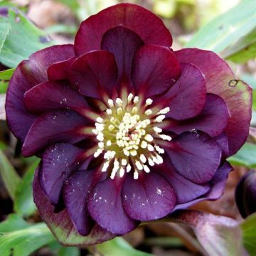 Helleborus Deep Purple Double - Hellebore