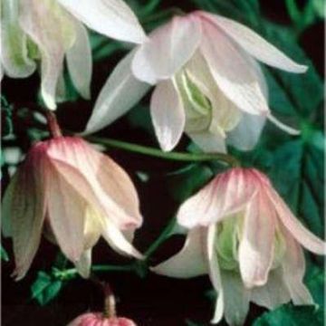 Clematis alpina Pink Flamingo