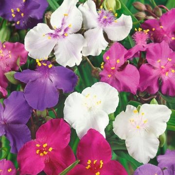 Tradescantia 'Shimmer Mixed Colours'