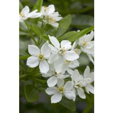 Choisya ternata - Mexican Orange Blossom