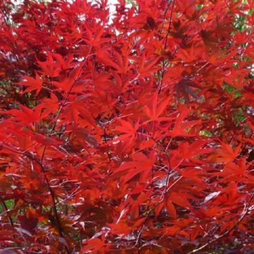 Acer palmatum Red Wine