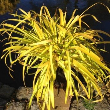 Luzula sylvatica aurea "Solar Flare" -  Golden Oranamental Grass