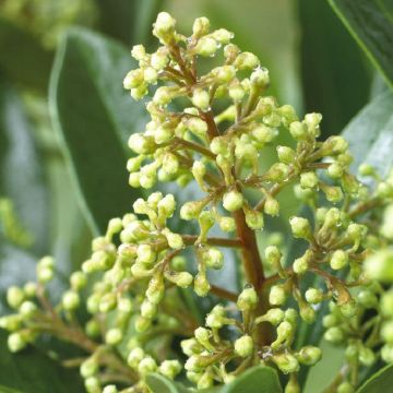 Skimmia Kew Green