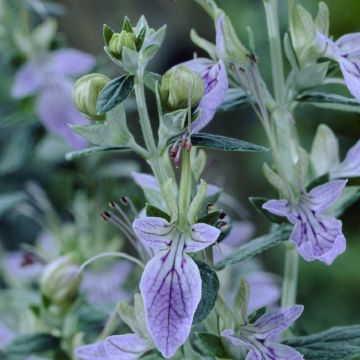 Teuchreum Fruiticans Azureum - Teucrium