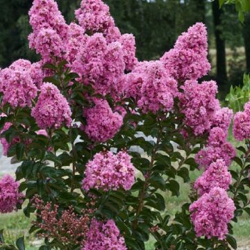 Lagerstroemia indica - Crape Myrtle - Large Specimen Tree