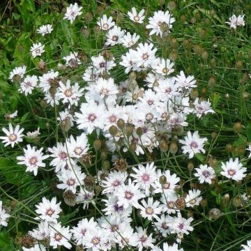 Catananche Caerulea Alba - White Cupids Dart