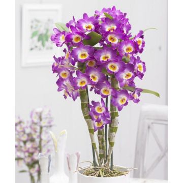 Dendrobium 'King' Towering Nobile Orchid Premium Quality with Classic White Display Pot