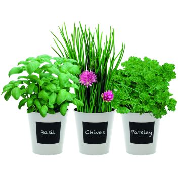 Trio Herb Gift Set