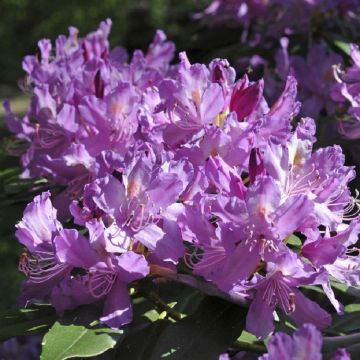 Rhododendron ponticum Impeditum