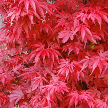 Large Acer palmatum Skeeters Broom - Japanese Maple - circa 120-140cm