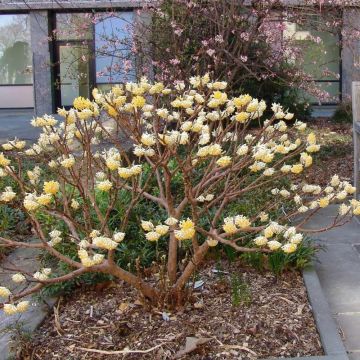 Edgeworthia papyrifera Winter Love - Edgeworthia Snow Cream Honeybush