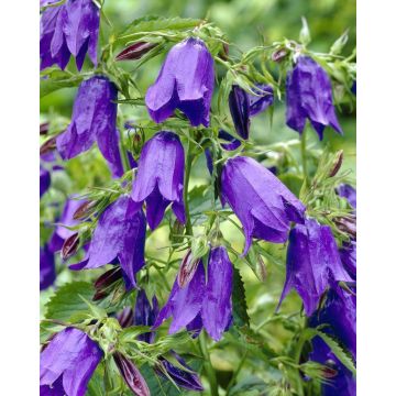 Campanula punctata Purple