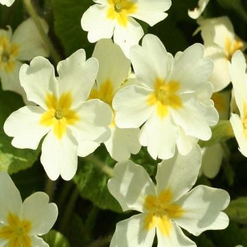 Primula vulgaris