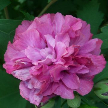 BLACK FRIDAY DEAL - Hibiscus Duc de Brabant - Double Flowered