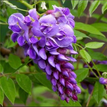 Wisteria frutescens ''Amethyst Falls'' - Dwarf Wisteria Trained on a Trellis