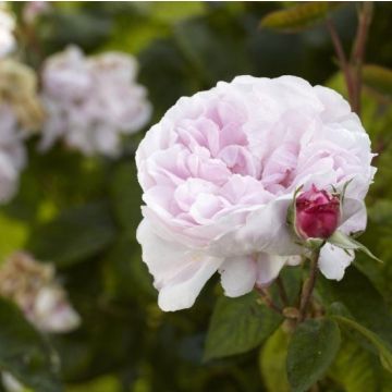 Rose Fantin Latour - Shrub Rose