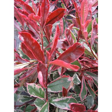 Photinia cassini Pink Marble  - Hardy, Evergreen Variegated Red Robin Shrub - LARGE SPECIMEN