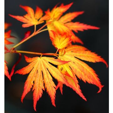 Large Acer Japanese Maple Trees - Orange Dream - circa 100-120cm