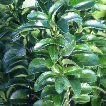 Euonymus japonicus Green Spire - Evergreen Japanese Spindle