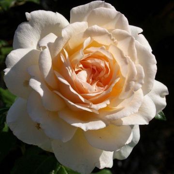Rose Chandos Beauty - Hybrid Tea Rose