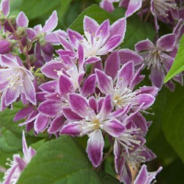 Deutzia Strawberry Fields - Tree